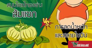 ส้มแขก,ประโยชน์ของส้มแขก,วิธีลดความอ้วนด้วยสมุนไพร,สมุนไพนช่วยลดน้ำหนัก